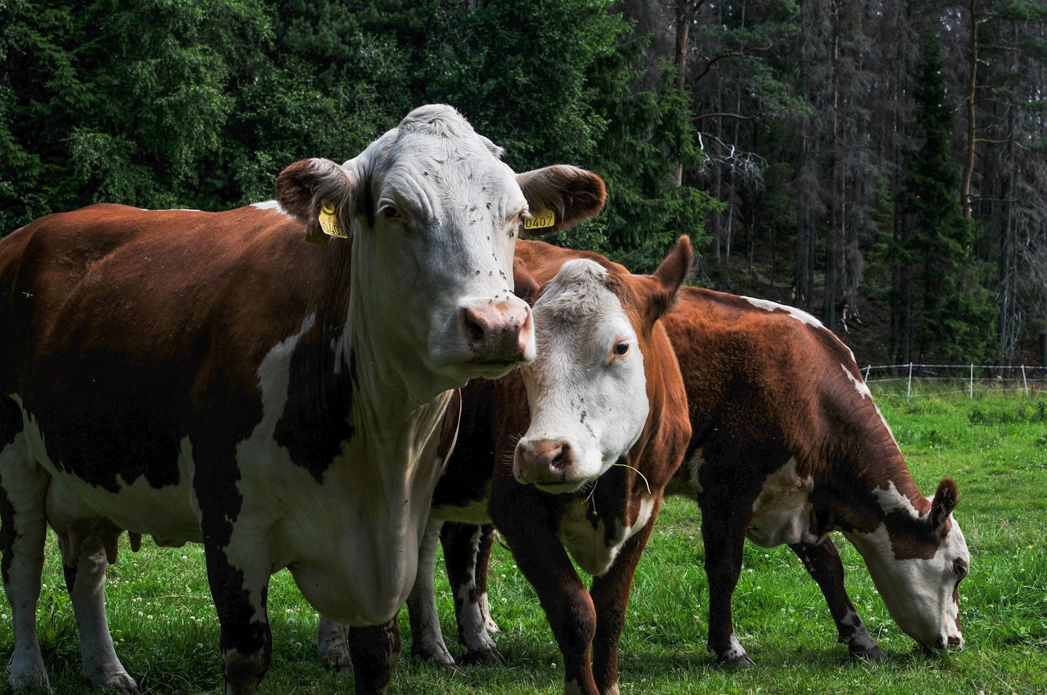 Sustainable Living: Tips from Our Homestead